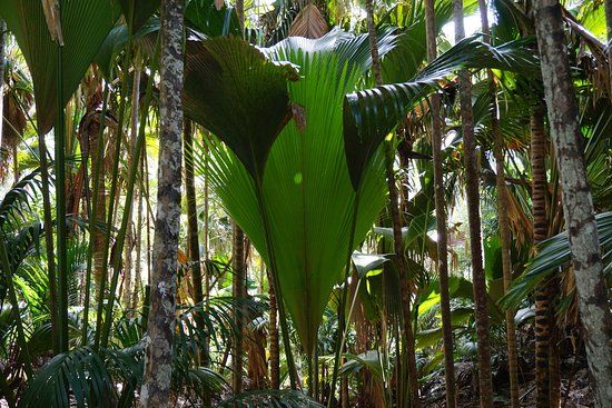 Riserva naturale Vallée de Mai